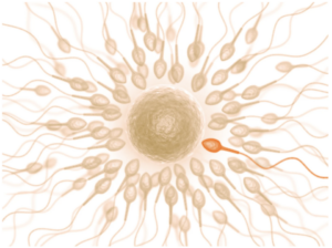 Del plato al ADN: Cómo la nutrición y la tecnología pueden mejorar la calidad seminal