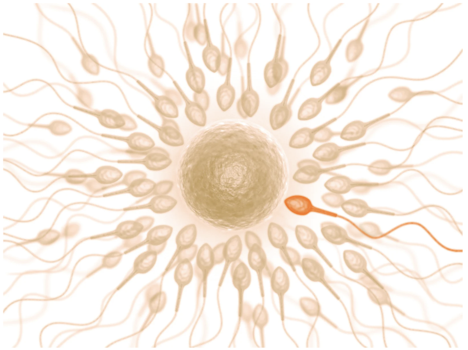 Del plato al ADN: Cómo la nutrición y la tecnología pueden mejorar la calidad seminal